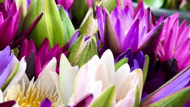4K beautiful colored lotus flowers nature blackground