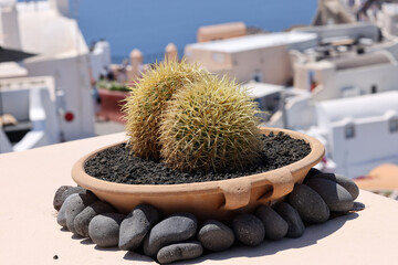 Santorini, Greece. Green succulents with white houses background. - obrazy, fototapety, plakaty