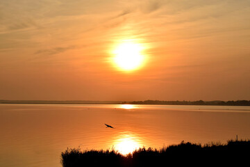 Obraz premium Black silhouette of a lonely crane flying into a beautiful orange sunset over the calm Baltic Sea in the north of Germany.