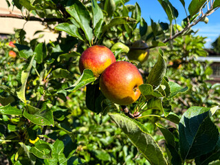 Ripe red apples on a tree, fall background
