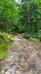 Mountain hiking trail among forests, Karkonosze Mountains, Poland