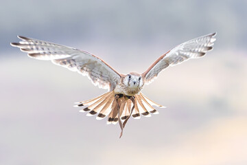 Close-up of a kestrel in flight