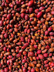 Red dried fruits of the wild rose, rosehip medicinal plant.