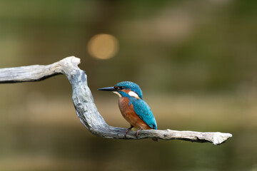 Eisvogel