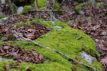 Naklejka na ściany i meble Rocks covered with green moss. A natural picturesque background referring to autumn in the mountains. Autumn mountain landscape.