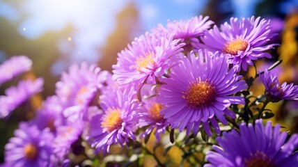 Obraz premium Beautiful aster flowers aster plant wallpaper image Ai generated art