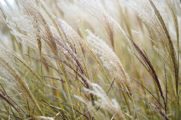 Dry reeds beige background. Abstract dry grass flowers, herbs