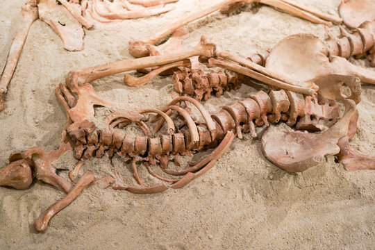 Prehistoric human bone remains. Ancient skeleton discovered by archeologists, scientist analyzing and doing research of bones in the ground
