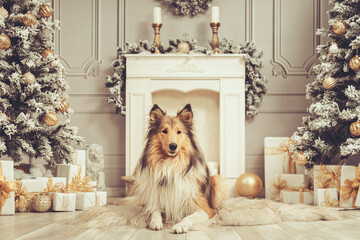 Collie Langhaar sable white liegt in einer schönen Weihnachtskulisse mit 2 Tannenbäumen und...