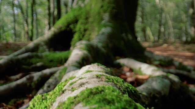 Tree root among dry leaves