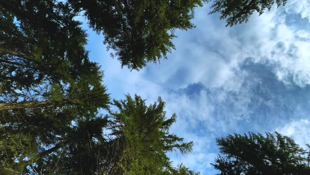 Time Lapse: White fluffy clouds over a blue sky in a forested area.