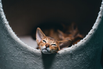 funny small kitten abyssinian breed sleeping in soft pet house
