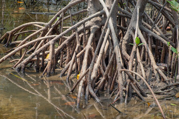 Fototapeta na wymiar The roots of mangrove trees, to prevent erosion