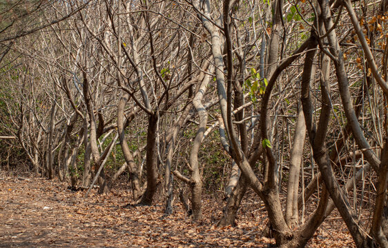 rows of trees dry 