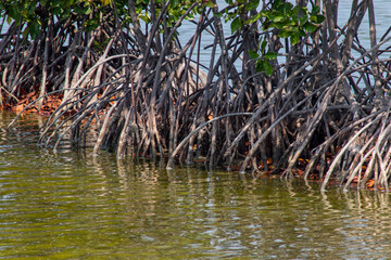 mangrove trees whose roots stick out