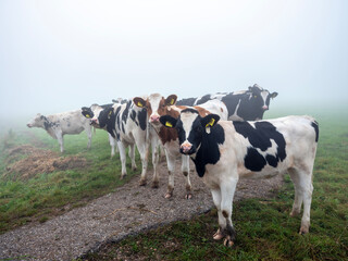 spotted calves stand in meadow during dense morning mist