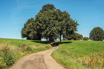 Road with trees in lush hilly countryside under a blue sky during summer.