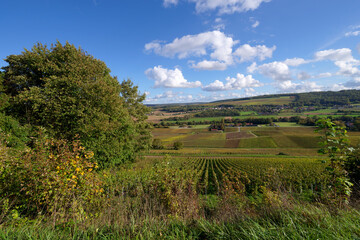 Fototapeta na wymiar Vineyards in the Marne valley. Hauts-De-France Region