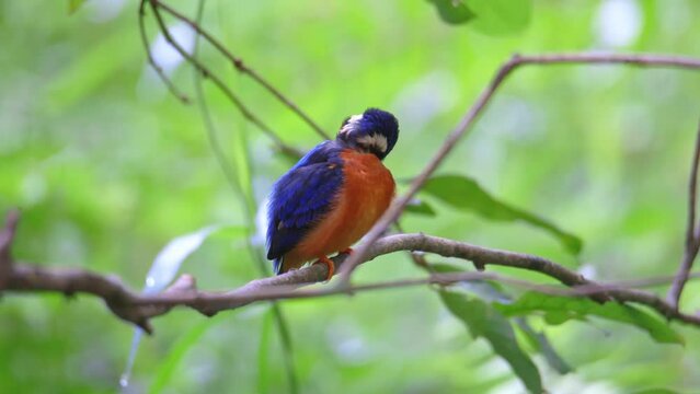 Nature wildlife footage of Blue-eared Kingfisher (Alcedo meninting) with green blurry background