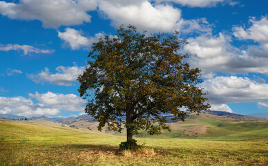 tree on valley meadow with mountains background of Tuscan hills Italy