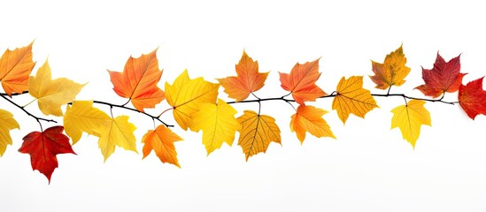 Autumn leaves branch isolated on white