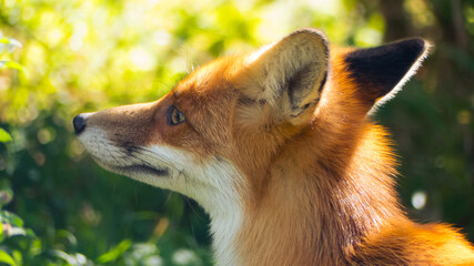Red Fox Close Up Profile