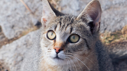 Close Up Portrait Of a Cat
