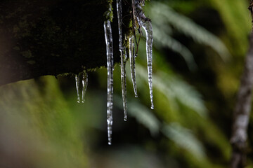 Phenomenal icicles on bushes and grass, moss on rocks in the background. Low temperature in the...