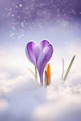 Beautiful Crocus Flower in Snow
