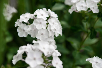 Garden phlox (Phlox paniculata), bright summer flowers. Blooming branches of phlox in the garden on a sunny day. Soft blurred selective focus. Floral background.