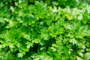 Fresh green parsley growing in the vegetable garden. Organic cultivation, full frame background of green parsley leaves in close-up.	