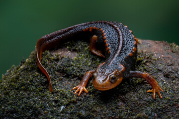 Crocodile newt (Tylototriton verrucosus) is an attractive large and robust species, also known as...