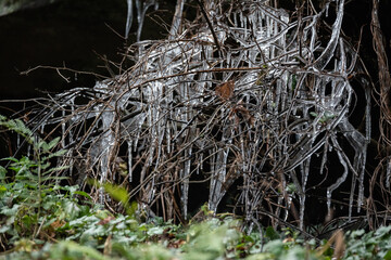 Phenomenal icicles on bushes and grass, moss on rocks in the background. Low temperature in the...