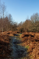 A pathway on Chailey common lined with brown bracken, on a sunny winter's day