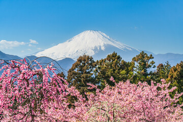 松田町　青空に映える春の花々と冠雪した富士山【神奈川県】　
Spring...