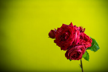 Flowers of beautiful blooming red rose on green background.