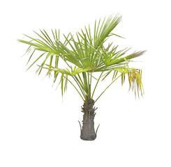 Petit palmier (TRACHYCARPUS fortunei) PNG
