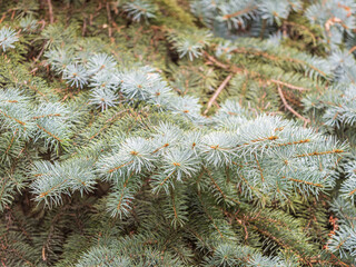 Naklejka na ściany i meble Branches of blue spruce with needles in the sunset light. The blue spruce, Colorado spruce, or Colorado blue spruce, with the Latin name Picea pungens.