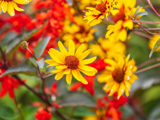 Heliopsis helianthoides flowers are yellow and better known as false sunflowers or early sunflowers that thrive in the highlands