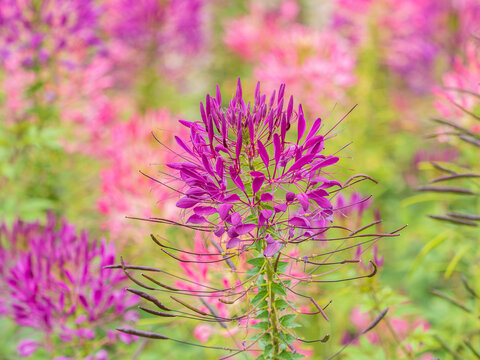 Group of purple and red Cleome hassleriana flowers or Spinnenblume or Cleome spinosa is on a green blurred background