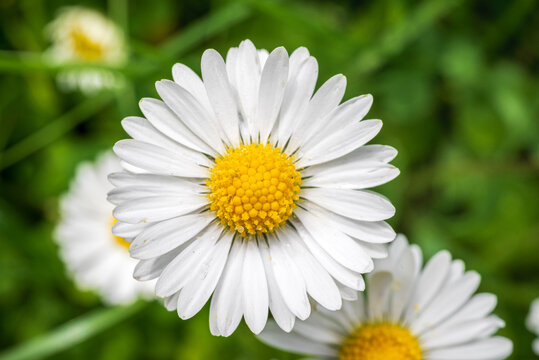 Miniature daisy flowers on green grass in Spring close up 1