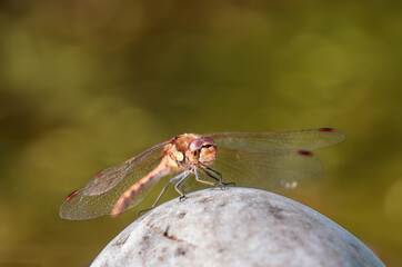 Common Darter Dragonfly