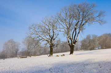 trees in winter, Yorkshire Dales, England