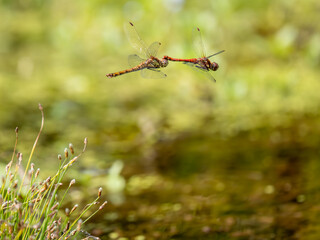 Common Darter Dragonfly Flying and Mating