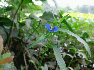 flowers in the garden
