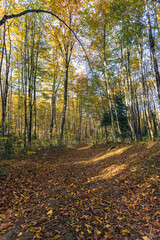 Autumn colored leaves glow in the sunlight in the autumn forest.