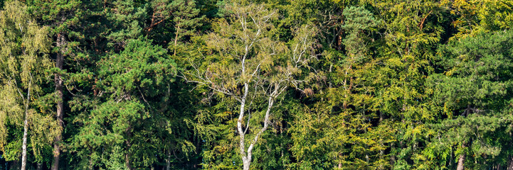 Fototapeta premium Green treetops of a deciduous forest