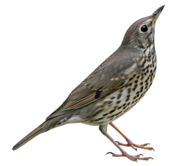 Song thrush (Turdus philomelos), songbird isolated on transparent background