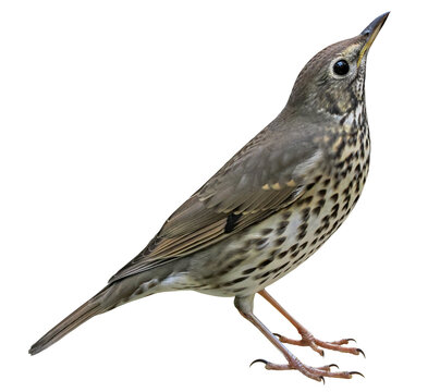 Song thrush (Turdus philomelos), songbird isolated on transparent background