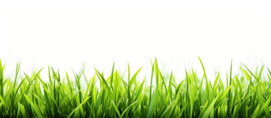 Background of a grassy field